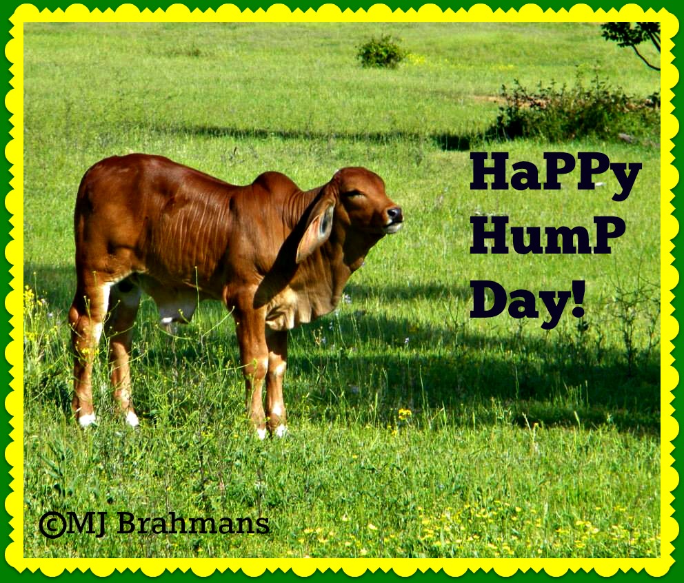 clip art happy hump day - photo #25